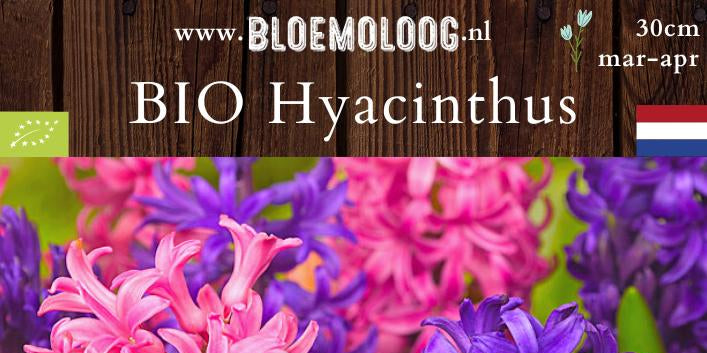 Bio Hyacinthus 'Blue & Pink' | 6 st.