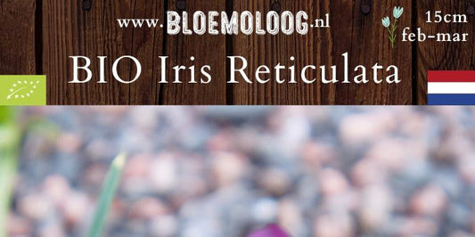 Bio Iris reticulata 'J.S. Dijt' - Dwergiris | 10 st.