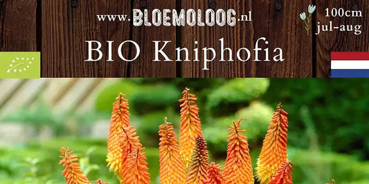 Bio Kniphofia 'Alcazar'