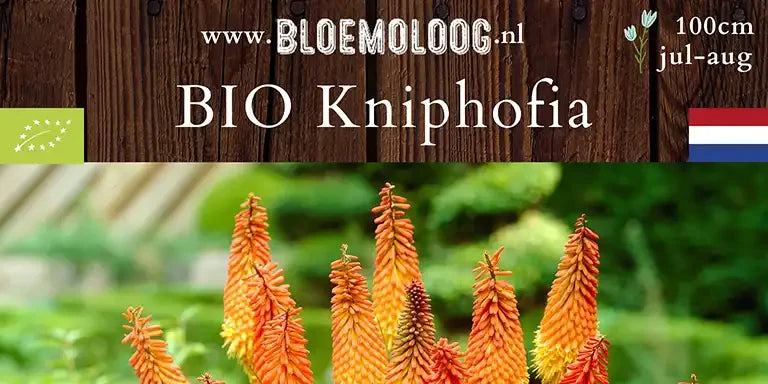 Bio Kniphofia 'Alcazar'