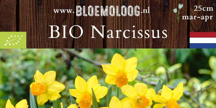 Bio Narcissus 'Jetfire' | 10 st.
