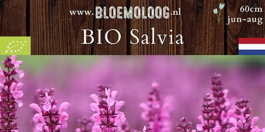 Bio Salvia × superba 'Rose Queen'