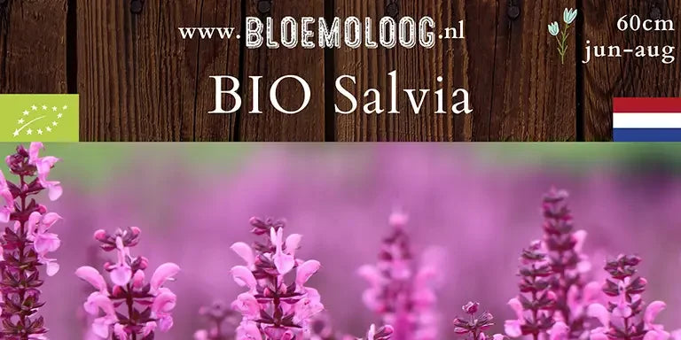 Bio Salvia × superba 'Rose Queen'