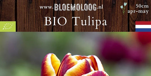 Bio Tulipa 'Abu Hassan' | 7 st.