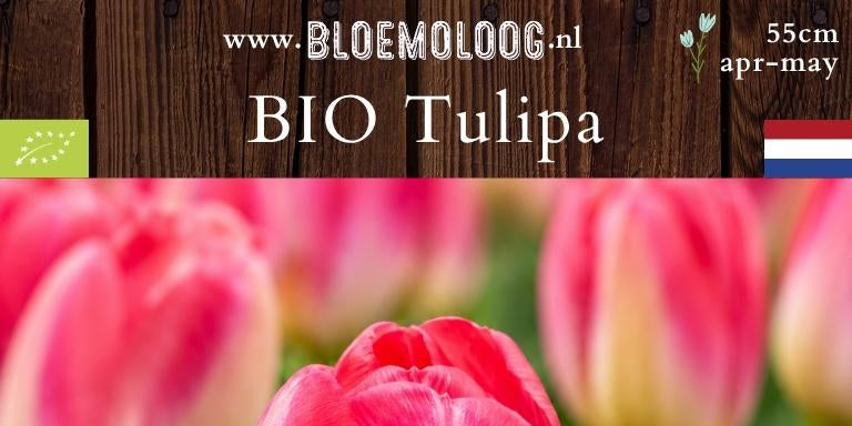 Bio Tulipa 'Judith Leyster' | 7 st.