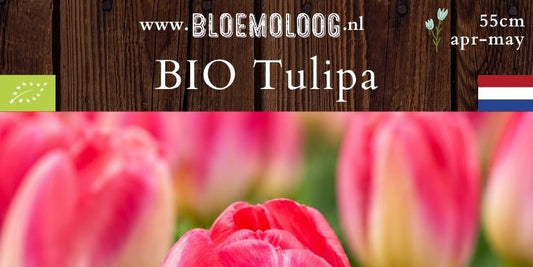 Bio Tulipa 'Judith Leyster' | 7 st.