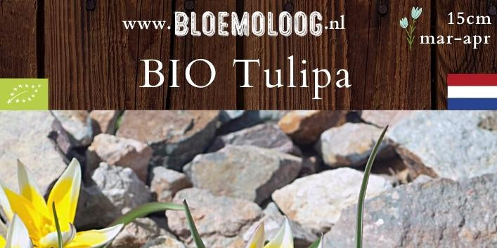 Bio Tulipa 'Little Beauty' & tarda mix (botanisch) - Wildtulpen | 50 st.