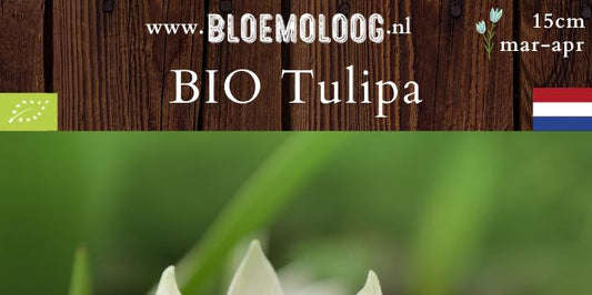 Bio Tulipa tarda (botanisch) - Wilde tulp | 10 st.