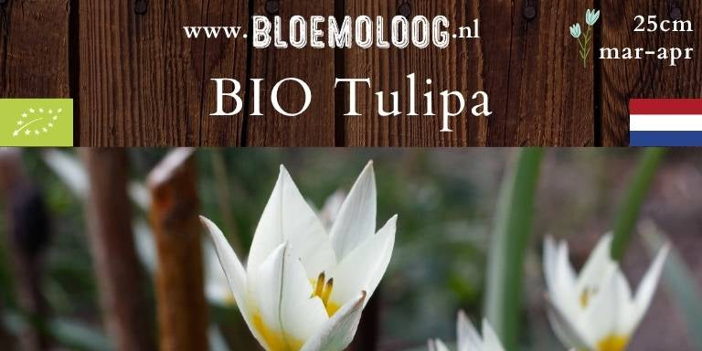 Bio Tulipa turkestanica | 10 st.