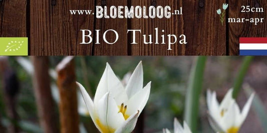 Bio Tulipa turkestanica | 10 st.