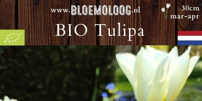 Bio Tulipa 'White Valley' syn. 'Exotic Emperor' (dubbelbloemig) | 7 st.