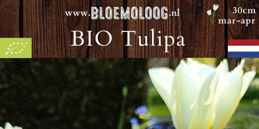 Bio Tulipa 'White Valley' syn. 'Exotic Emperor' (dubbelbloemig) | 7 st.