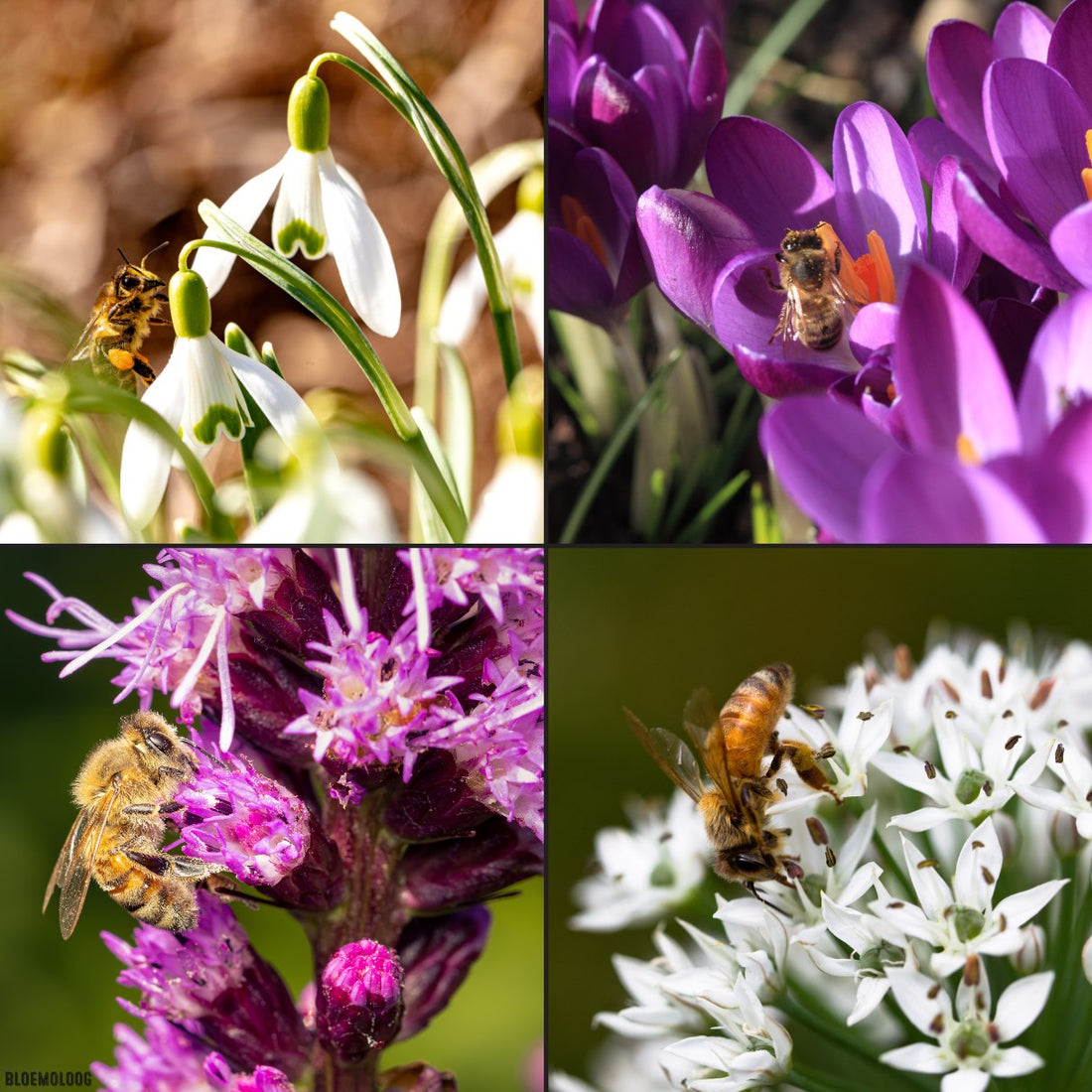 Biologische bloembollen voor bijen kopen bij bloemoloog.nl