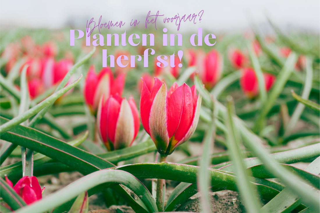 Bloemen in het vroege voorjaar? Plant biologische bloembollen in de herfst!