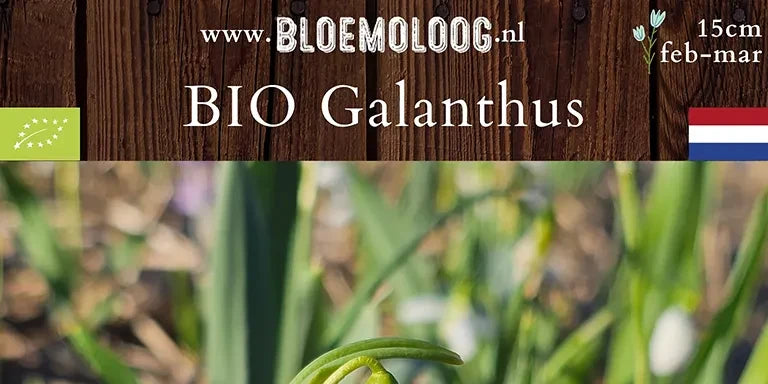 Bio Galanthus elwesii - Breedbladig sneeuwklokje | 10 st.