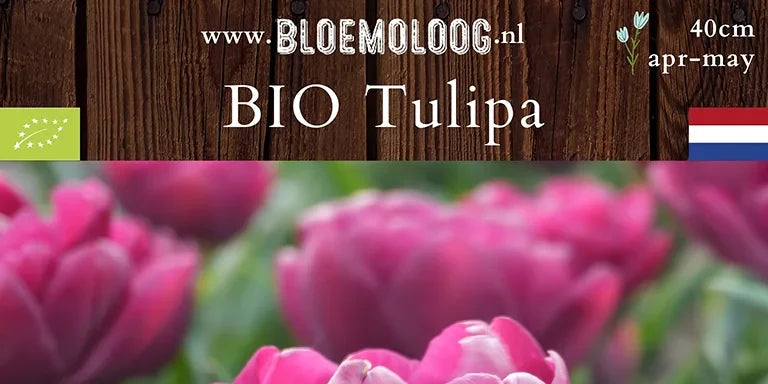Bio Tulipa 'Alison Bradley' (dubbelbloemig) - Pioentulp | 7 st.