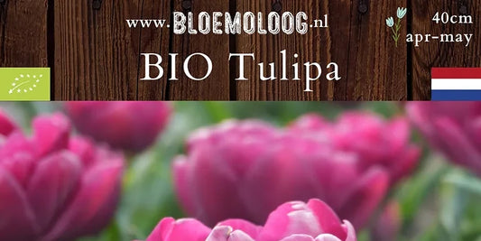 Bio Tulipa 'Alison Bradley' (dubbelbloemig) - Pioentulp | 7 st.