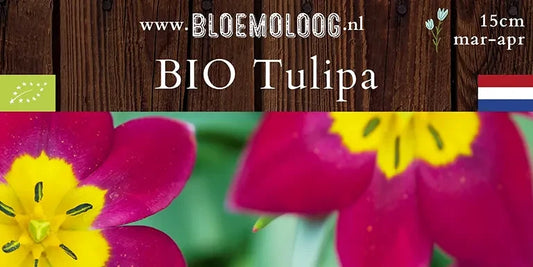 Bio Tulipa 'Persian Pearl' (botanisch) - Wildtulp | 10 st.