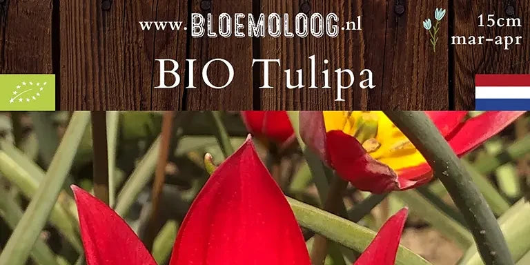Bio Tulipa 'Red Beauty' (botanisch) - Wildtulp | 10 st.