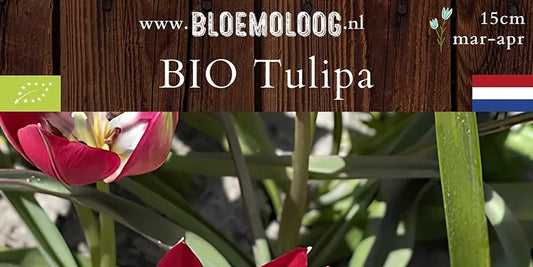 Bio Tulipa 'Tiny Timo' (botanisch) - Wildtulp | 10 st.
