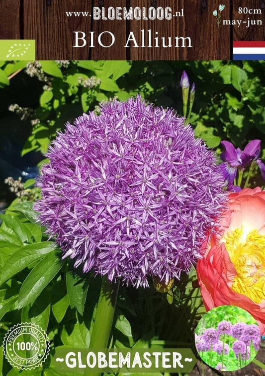 Bio Allium 'Globemaster' reuzen sierui reuzenui paarse sierui sterrenui Bloemoloog