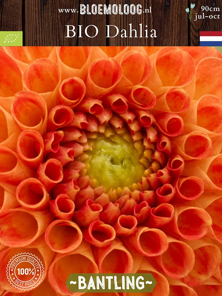close up van BIo Dahlia 'Bantling'