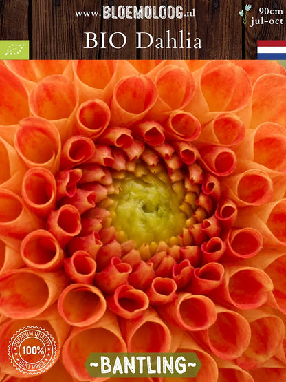 close up van BIo Dahlia 'Bantling'