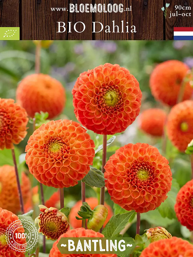 BIo Dahlia 'Bantling' - oranje pompon dahlia in groep