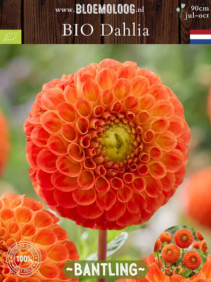 BIo Dahlia 'Bantling' - oranje pompon dahlia van voren