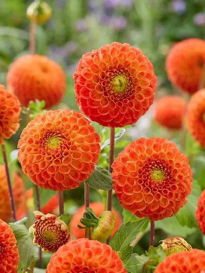 BIo Dahlia 'Bantling' - oranje pompon dahlia zonder frame