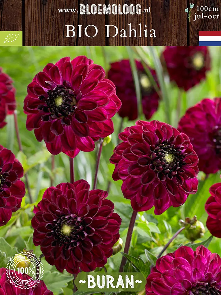 Bio Dahlia 'Buran' - Fluweelrode dahlia in groep