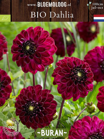 Bio Dahlia 'Buran' - Fluweelrode dahlia in groep