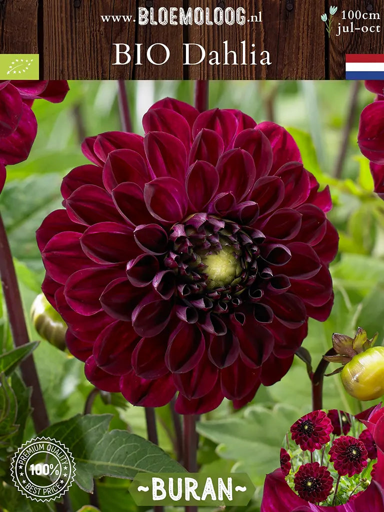 Bio Dahlia 'Buran' - Fluweelrode dahlia close up van links