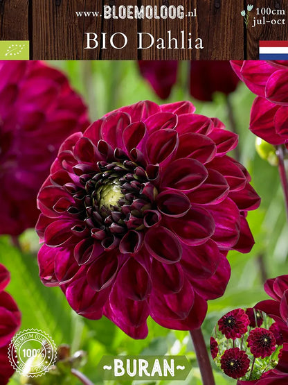 Bio Dahlia 'Buran' - Fluweelrode dahlia van rechts