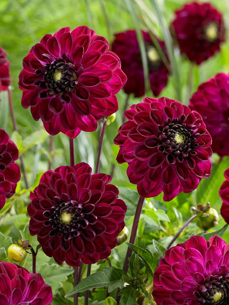 Bio Dahlia 'Buran' - Fluweelrode dahlia zonder frame