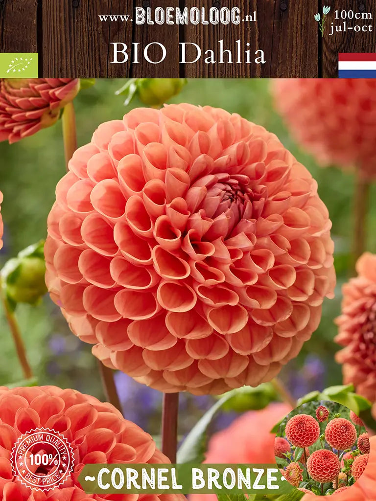 Bio Dahlia 'Cornel Bronze' - bronskleurige pompon dahlia close up
