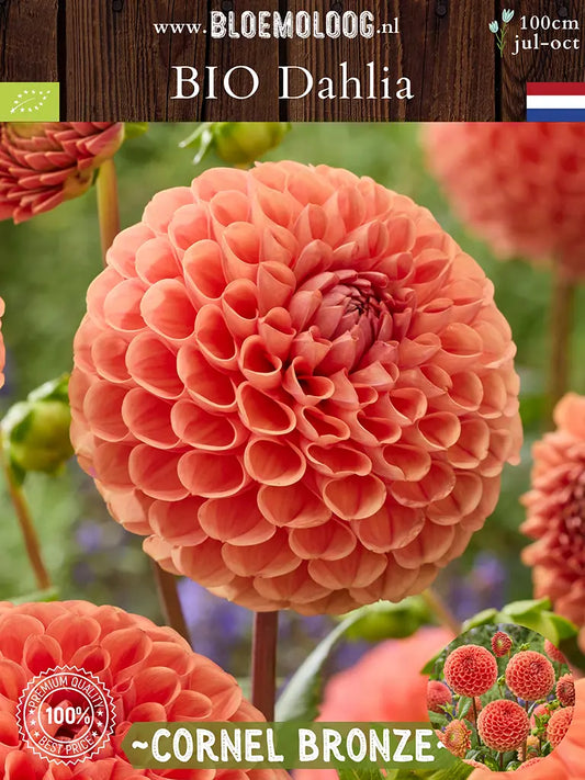 Bio Dahlia 'Cornel Bronze' - bronskleurige pompon dahlia close up