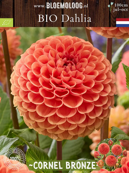 Bio Dahlia 'Cornel Bronze' - Bronskleurige pompon dahlia close up van onder
