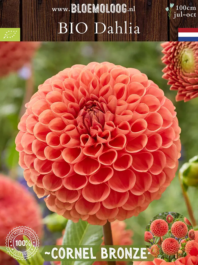 Bio Dahlia 'Cornel Bronze' - Bronskleurige pompon dahlia close up van rechts