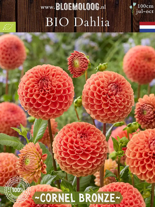 Bio Dahlia 'Cornel Bronze' - Bronskleurige pompon dahlia