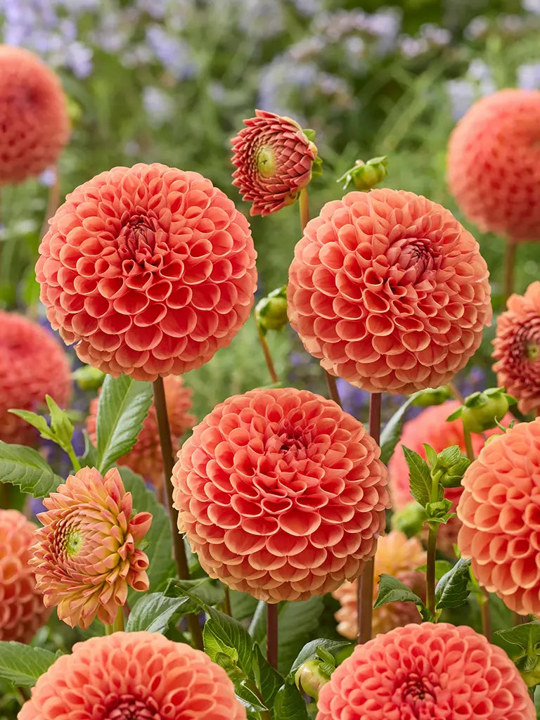 Bio Dahlia 'Cornel Bronze' zonder frame