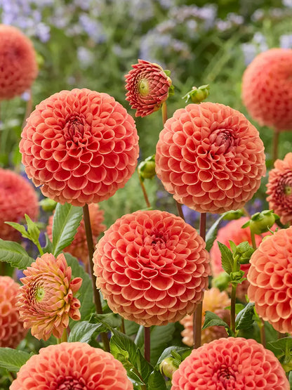 Bio Dahlia 'Cornel Bronze' zonder frame
