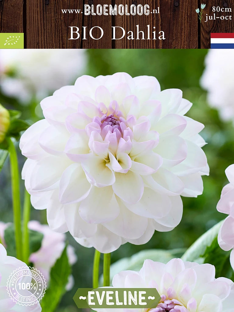 Organic Dahlia 'Eveline'