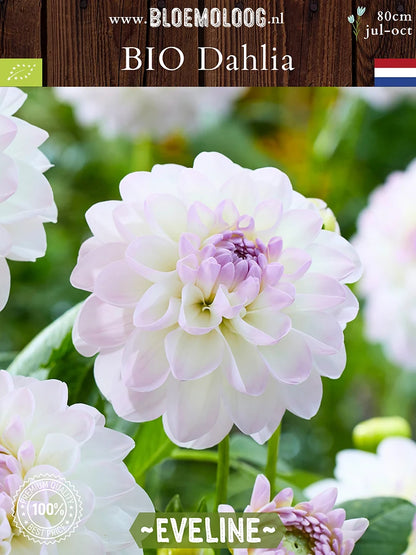 Organic Dahlia 'Eveline'