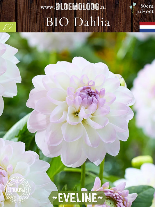 Organic Dahlia 'Eveline'