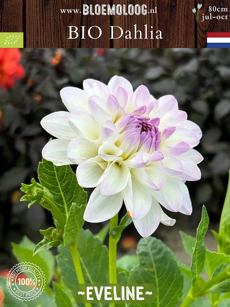 Organic Dahlia 'Eveline'