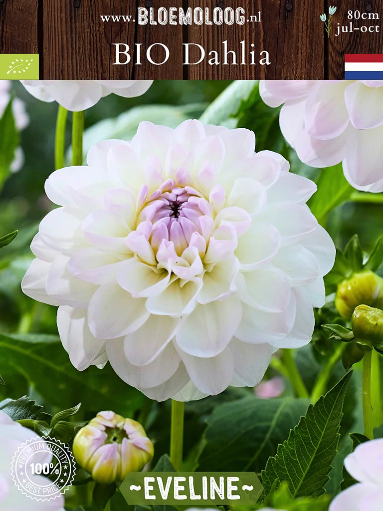 Organic Dahlia 'Eveline'