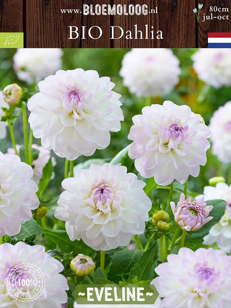 Organic Dahlia 'Eveline'