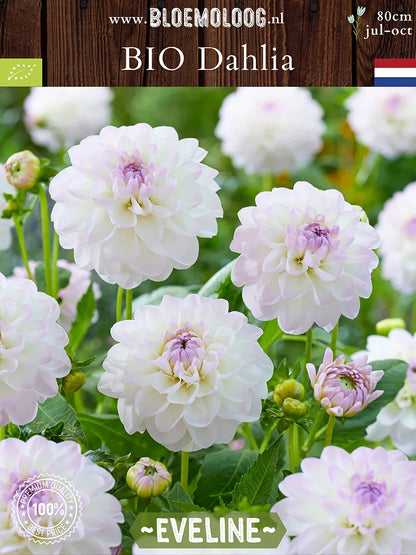 Organic Dahlia 'Eveline'