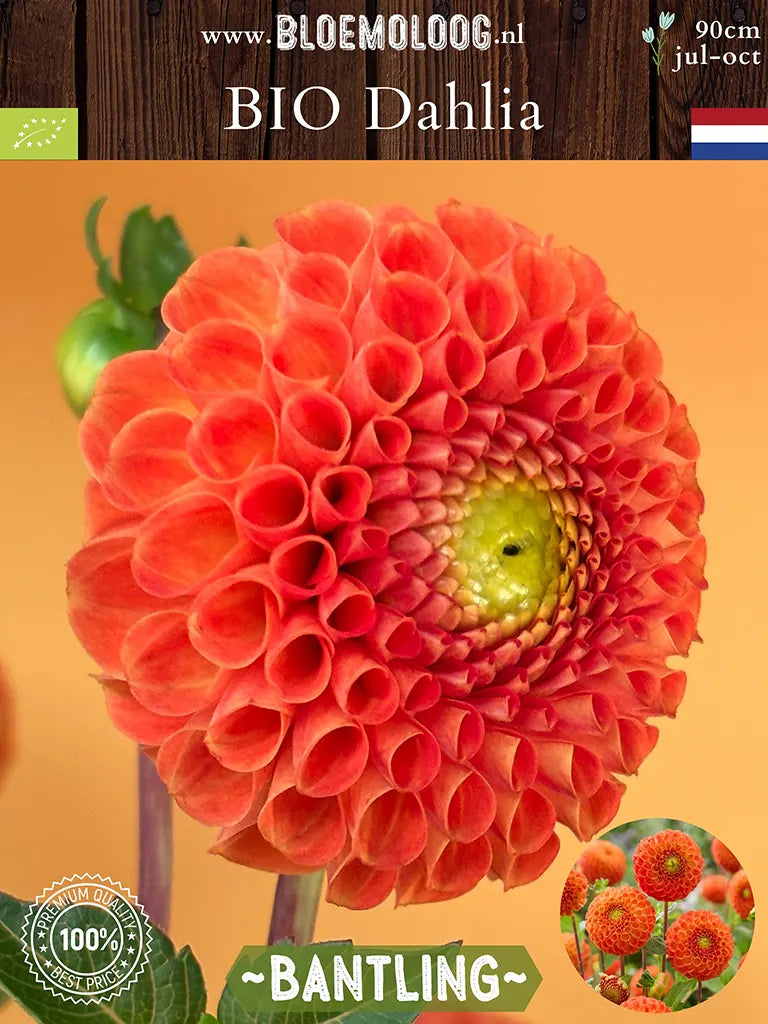 BIo Dahlia 'Bantling' - oranje pompon dahlia van links